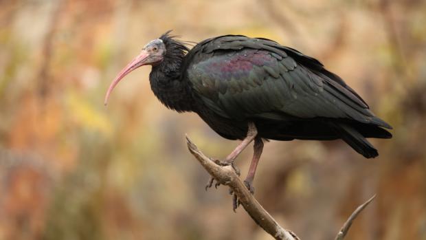 Ibis skalní, foto: Rostislav Stach, Zoo Praha