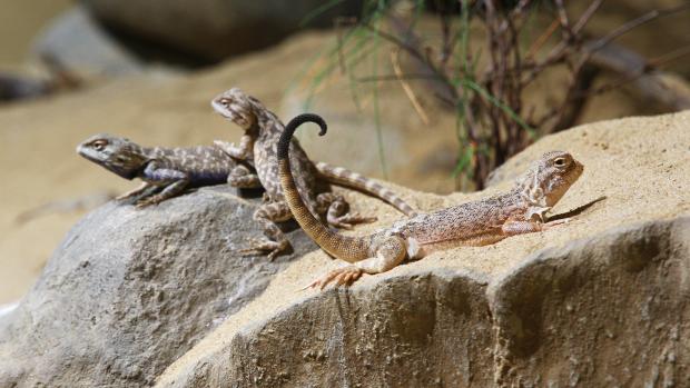 Terárium Kattakum. Foto: Petr Velenský, Zoo Praha