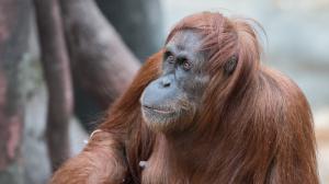 Mawar měla v poslední době problém žvýkat tužší potravu a vypadlo jí několik zubů. Foto: Vít Lukáš, Zoo Praha.