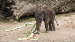 Narozeninová jednička ze zeleniny Maxe potěšila, hned začal ochutnávat a čínské zelí házel radostí všude kolem sebe. Foto: Václav Šilha, Zoo Praha.