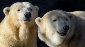 Lední medvědi oslaví svůj Mezinárodní den v Zoo Praha v sobotu 24. února. Foto: Petr Hamerník, Zoo Praha