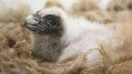 The first bearded vulture chick to hatch at Prague Zoo since 2006. Still covered in down, it bears a passing resemblance to the adult. Photo: Antonín Vaidl, Prague Zoo