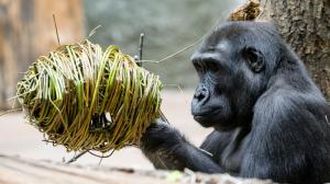 Enrichment stimuluje zvířata k pohybové i mentální aktivitě a podporuje jejich přirozené chování. Pomlázku dostanou na Velikonoční pondělí v Zoo Praha třeba sloni, velké želvy či gorily. Na snímku z Rezervace Dja je samec gorily nížinné Ajabu, který se v dubnu dožívá věku deseti let. Foto Petr Hamerník, Zoo Praha