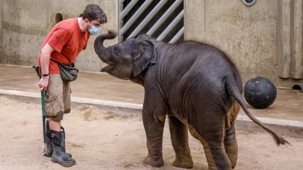 Vrchní chovatel Martin Kristen s devítiměsíční Amalee. Foto: Miroslav Bobek, Zoo Praha