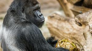 Samec Richard, stříbrohřbetý vůdce pražské gorilí skupiny, má pozitivní test na covid-19. Foto: Petr Hamerník, Zoo Praha