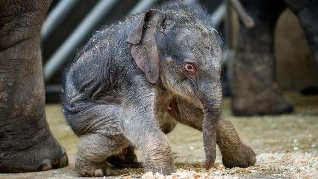 Sloní samička na snímku z této středy. Foto: Petr Hamerník, Zoo Praha