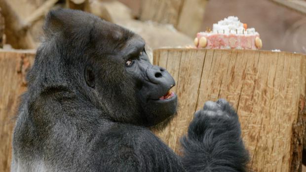 Ke svému jubileu dostal Richard třípatrový dort. Foto: Petr Hamerník, Zoo Praha