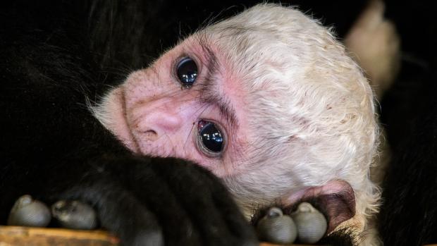 V úterý 14. května proběhly v dolní části Zoo Praha hned troje křtiny. Jako první dostalo své jméno toto mládě guerézy pláštíkové, které se narodilo 3. dubna ráno samici Lucii jako její desáté mládě. Foto: Petr Hamerník, Zoo Praha.