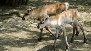 Obě mláďata soba karelského si mohou návštěvníci prohlédnout v Severském lese v horní části zoo. V popředí stojí samička, za ní sameček. Foto: Petr Hamerník, Zoo Praha