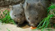 Foto: Petr Hamerník, Zoo Praha