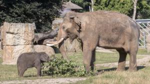 Malé slonice průběžně chodily za samcem Ankhorem a očichávaly ho. Na snímku starší z obou slůňat – Lakuna, jejíž jméno má v sinhálštině význam „Znamení“. Foto: Václav Šilha, Zoo Praha