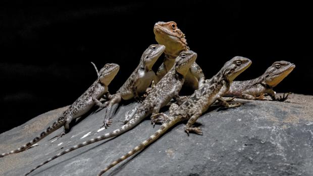 V expozici Kattakum žije pohromadě celkem celkem osm druhů středoasijských ještěrů, včetně agemy stepní a turkestánské. Foto: Petr Hamerník, Zoo Praha