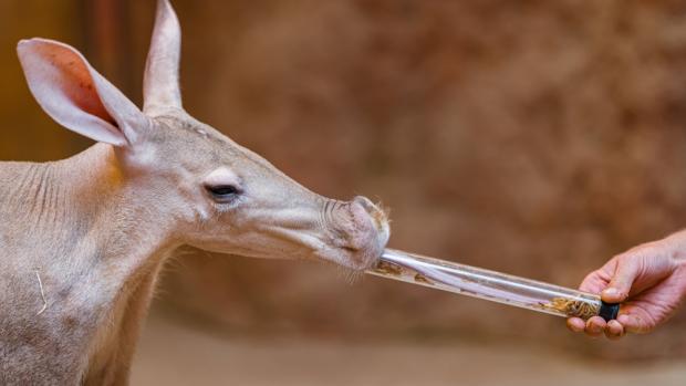 Na komentované krmení oblíbených hrabáčů s mrštnými jazyky se mohou lidé vydat do Afrického domu v 10.30. Foto: Petr Hamerník, Zoo Praha