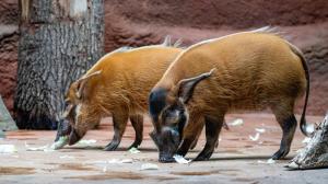 V novém pavilonu goril se zabydleli dva samci štětkounů afrických. Do Zoo Praha dorazila rezavá prasata z nizozemské zoologické zahrady v Emmenu. Foto Oliver Le Que, Zoo Praha