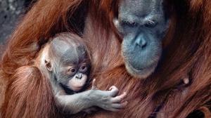 Orangutaní sameček už má jméno! Foto: Miroslav Bobek, Zoo Praha