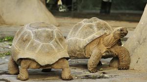 Želvy Červený a Modrý se zabydlují v Pavilonu velkých želv. Foto: Petr Velenský Zoo Praha