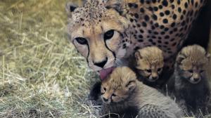Gepardice Savannah je matkou paterčat. Foto: Petr Hamerník, Zoo Praha