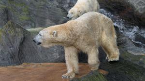 V sobotu 29. února oslavíme Mezinárodní den ledních medvědů. Foto: Petr Hamerník, Zoo Praha
