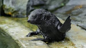 Sameček lachtana je stále plně závislý na mateřském mléce. Ryby začne ochutnávat až v příštím roce. Foto: Petr Hamerník, Zoo Praha