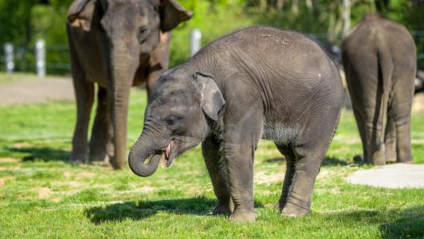 Mládě slona indického Rudi si užívá travnatý výběh v Údolí slonů Foto: Petr Hamerník, Zoo Praha