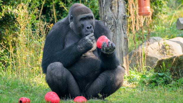 Foto: Petr Hamerník, Zoo Praha