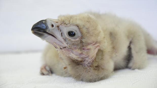 Mládě supa hnědého v pěti dnech života. Foto Zoo Zlín