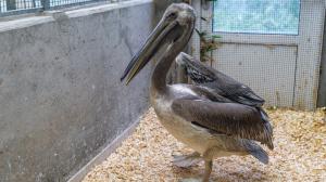 Pelikáni bílí, kteří v zázemí čekají na cestu za královnou, zatím bílí nejsou - ale to se spraví. Foto Petr Hamerník, Zoo Praha