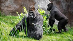 Foto: Petr Hamerník, Zoo Praha