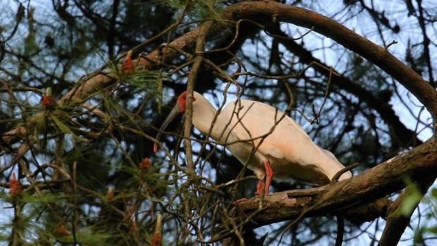 Ibis čínský, foto: Miroslav Bobek