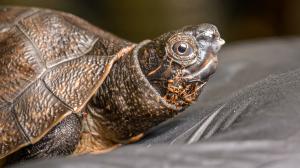 The egg tooth, used to break through the thick eggshell, is clearly visible on the snout of a young Bornean river turtle. Photo: Petr Hamerník, Prague Zoo