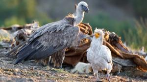 Griffon vulture and Egyptian vulture in the “Grand Restaurant Potočnica”. Photo: Miroslav Bobek, Prague Zoo