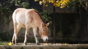 Querida, klisna narozená v Zoo Praha, je jednou z klisen určených pro letošní transport. Foto: Tomáš Adamec, Zoo Praha