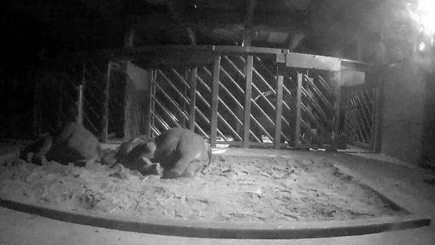 Foto: Archiv Zoo Praha