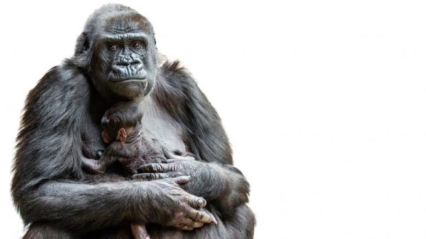 Shinda’s baby - Western Lowland Gorilla. Source: Archives Prague Zoo