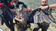 Finální prohlídka orlosupa bradatého ze Zoo Praha před jeho umístěním na umělé hnízdo ve volné přírodě Španělska. Foto Vulture Conservation Foundation