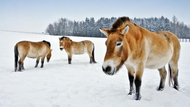 Foto: Miroslav Bobek, Zoo Praha