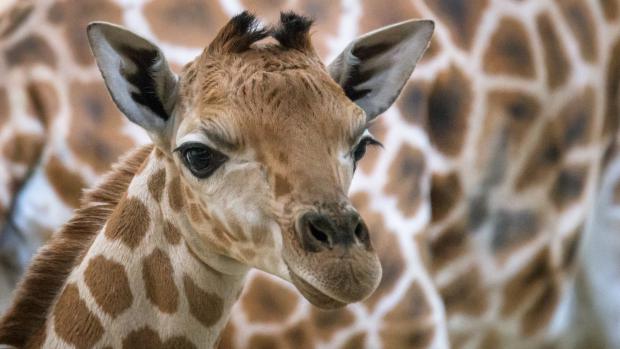 Mládě žirafy severní v den narození. Následná veterinární prohlídka potvrdila, že jde o samičku.  Foto: Petr Hamerník, Zoo Praha.