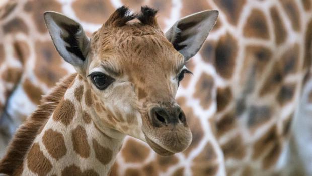 Mládě žirafy severní v den narození. Následná veterinární prohlídka potvrdila, že jde o samičku. Foto: Petr Hamerník, Zoo Praha.