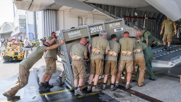 Přepravní box s koněm váží přibližně 500 kg. Z nákladního auta do armádního letadla CASA ho přesouvá okolo 10 lidí. Foto: Petr Hamerník, Zoo Praha