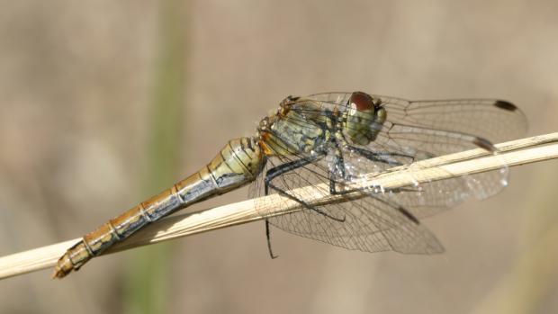 Tajemství hmyzu můžete v neděli odhalit v zoo na vycházce s entomologem. Foto: Pavel Krásenský, Zoo Praha.