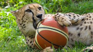 Nové míče rozdováděly celou gepardí rodinu. Foto: Petr Hamerník, Zoo Praha