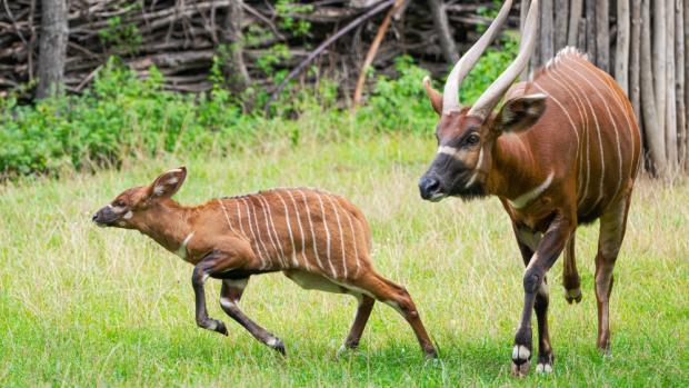 Mládě bonga horského se samicí Dafné, foto: Petr Hamerník, Zoo Praha