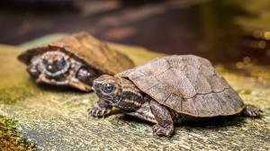 V Zoo Praha se v listopadu vylíhla už tři mláďata želvy záhadné. Dnes jsou velká zhruba 7 cm, v dospělosti dorostou až do 23 cm délky. Jde o první pražská mláďata tohoto tajuplného druhu od roku 2018. Foto Petr Hamerník, Zoo Praha
