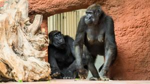 Shinda and Kamba as they first enter the indoor exhibition of their new pavilion. Photo Petr Hamerník, Prague Zoo