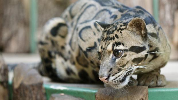 Všechny divoké kočkovité šelmy jsou CITESovými druhy. Levhart obláčkový patří mezi nejpřísněji chráněné (CITES I). Foto (c) Tomáš Adamec, Zoo Praha