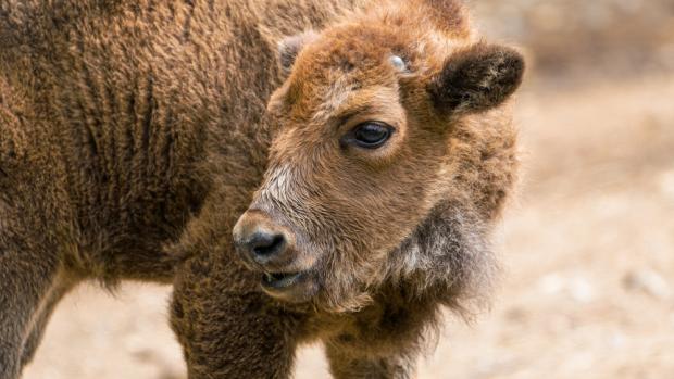 Samička zubra je 103. mládětem tohoto druhu narozeným v pražské zoo od počátku chovu zubrů v roce 1948. Mládě je v pořadí šestým potomkem patnáctileté bratislavské rodačky Boženy, zatímco otcem je třináctiletý samec Tipito narozený v Tierparku Berlín. Foto Petr Hamerník, Zoo Praha