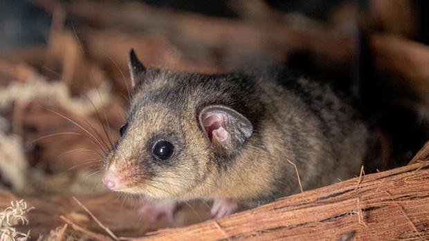 Mountain pygmy possum (Burramys parvus) in the breeding centre in Lithgow, Australia. Photo by Miroslav Bobek, Prague Zoo