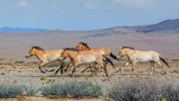 Wild-living Przewalski’s horses in the Great Gobi B Strictly Protected Area. Photo: Miroslav Bobek, Prague Zoo