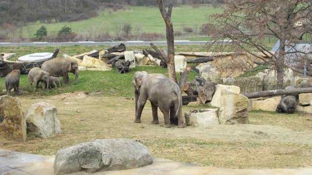Sloní výběh, foto: Martin Smrček, Zoo Praha