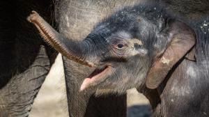 Sloní samička se v neděli poprvé podívala ven. Foto: Petr Hamerník, Zoo Praha.